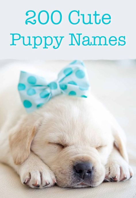 Cute Puppy Names - Over 200 Adorable Ideas For Naming Your Dog Puppy Girl Names, Puppies Names, Boy Puppy Names, Puppies Fluffy, Puppies Names Female, Puppies Husky, Cute Dog Names, Puppies Corgi, Puppies Videos