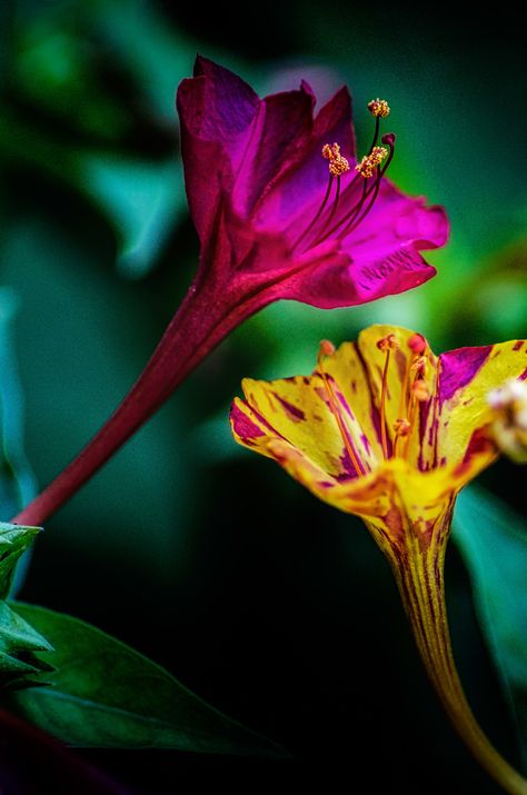 Wunderblume [Mirabilis jalapa] • Four o'clock flower | Flickr Mirabilis Jalapa, Clock Flower, Four O Clock, O Clock, Clock, Plants, Flowers, Nature