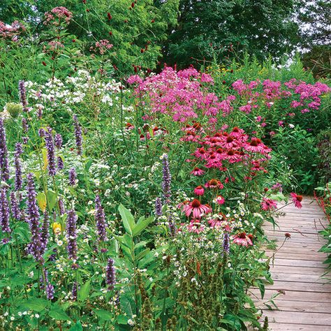 Cottage Pollinator Garden, Pollinator Friendly Garden, Pollinator Landscaping, Bee Friendly Garden Design, Backyard Wildflower Garden Ideas, Pollinator Lawn, Pollinator Yard, Pollinator Garden Layout, Wildflower Garden Ideas