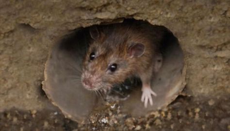 How to Get Rid of Rats in Sewer Pipes City Rats, Brown Rat, Getting Rid Of Rats, Sewer System, Protecting Your Home, Rodents, Big City, Rats, Mammals