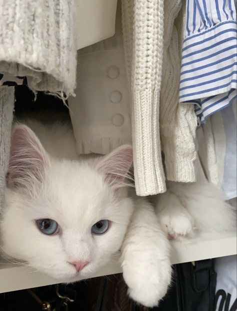 cute white cat with blue eyes hiding in the closet White Cat Blue Eyes Aesthetic, White Cat Shorthair, White Kitten Blue Eyes, Angora Cat White, All White Cat, White Cat Aesthetic, Justin Russo, White Cat Meme, White Cat With Blue Eyes