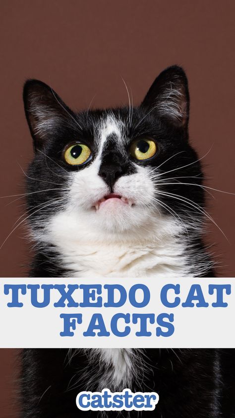 There are many interesting facts about the tuxedo cat that can help you understand this kitty better and develop a deeper appreciation for them as a whole. Tuxedo Cats Aesthetic, Tuxedo Cat Facts, Tuxedo Kitten, Cat Personalities, Cat Power, Tuxedo Cats, Cat Signs, Fascinating Facts, Tuxedo Cat