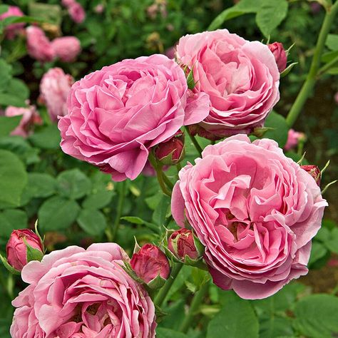 9 of the Worst Mistakes You Should Stop Making With Your Roses Transplant Peonies, New Dawn Climbing Rose, Pruning Hydrangeas, Backyard Plan, Fragrant Roses, Garden Hacks, Rose Varieties, Shade Perennials, Beautiful Pink Flowers