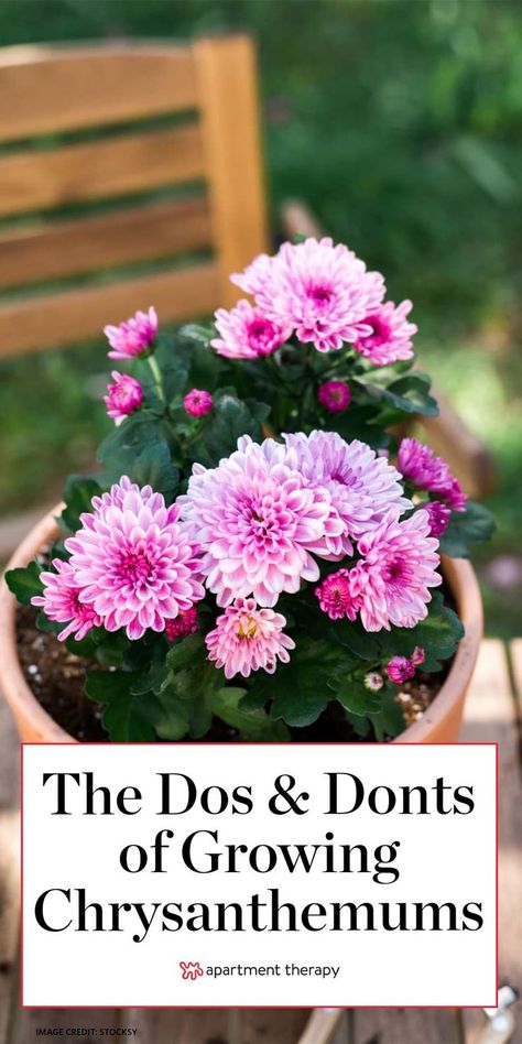 Chrysanthemum Care, Mum Seeds, Chrysanthemum Growing, Garden Mums, Autumn Flowering Plants, Chrysanthemum Seeds, Hardy Mums, Chrysanthemum Plant, Potted Mums