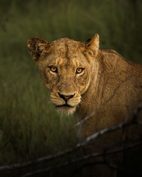 Behind the scenes with this lioness shortly after this shot was taken… . . . #wildlifephotography #wildlifeplanet #bigcatswildlife #lioness #southafricasafari #wildlifeplanet #wildlifeonearth #southafrica #canonr6 #krugernationalpark #krugerexplorer #discoverwildlife Lioness Aesthetic, South Africa Safari, Kruger National Park, Wildlife Photography, Big Cats, South Africa, Behind The Scenes, Lion, Collage