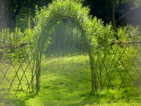 living willow arch and fencing | steve fuller | Flickr Living Willow Fence, Willow Arch, Willow Fence, Living Willow, Living Fence, Fence Art, The Secret Garden, Backyard Fences, Natural Garden