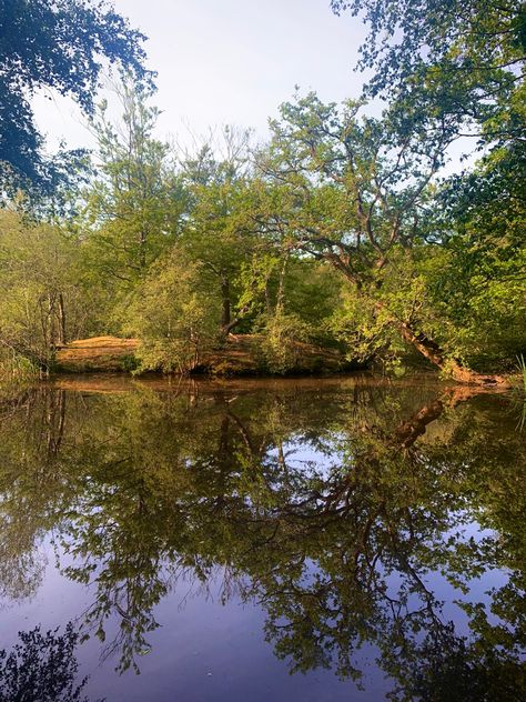 Epping Forest Epping Forest, Places In England, Art Pics, Like Art, Art Pictures, Animal Art, Cool Art, England, Forest