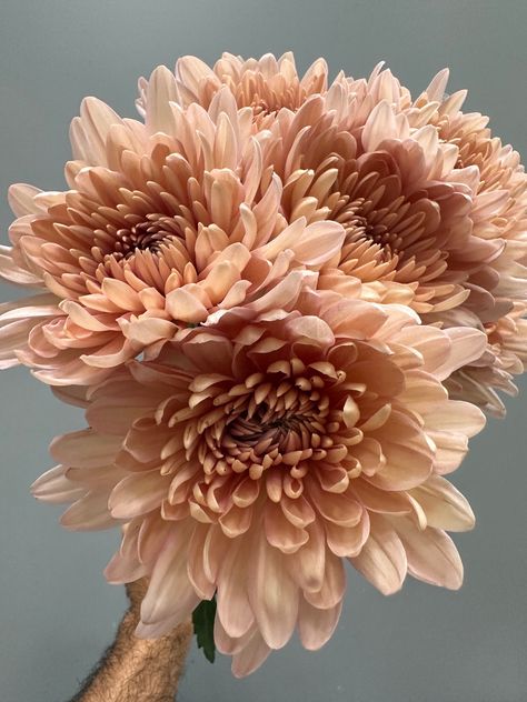 Our premium fresh cut football mums.  Approximately length 20 inches.  We suggest scheduling delivery 2 days before your event date. We stock all California grown greens along with fresh & preserved flowers. ►Visit our full shop catalog here; https://www.etsy.com/shop/caflowergrowers Boho Bright Wedding, Mother Of Bride Flowers, Mother Of The Bride Flowers, Terracotta Flowers, October Flowers, Football Mums, Sugar Soap, Dusty Peach, Bulk Wedding Flowers