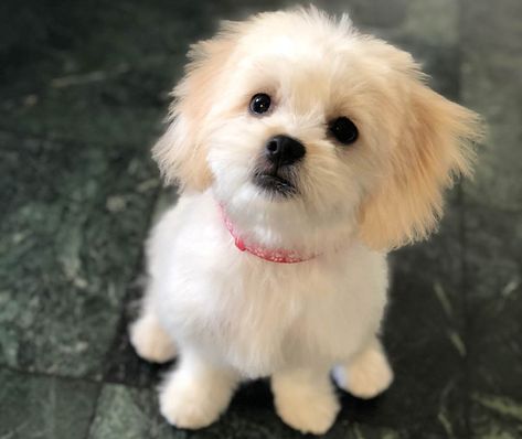 Maltese Shih Tzu (Malshi) – 12 Surprising Facts You Should Know Malshi Dogs, Shih Tzu Maltese Mix, Shih Tzu Training, Morkie Dogs, Charlie Boy, Shih Tzu Haircuts, Maltese Shih Tzu, Maltese Mix, Shih Tzu Funny