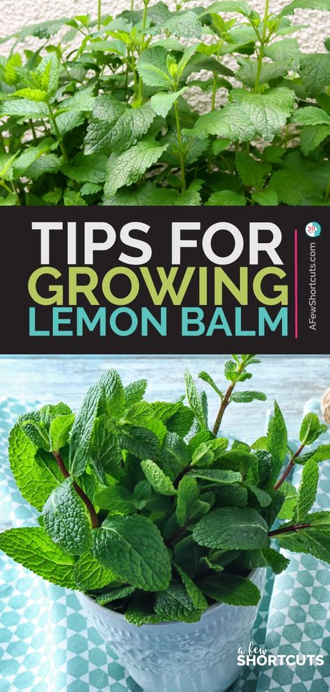 Growing Lemon Balm, Lemon Balm Benefits, Lemon Balm Uses, Lemon Balm Plant, Grow Lemon, How To Grow Lemon, Beginner Gardening, Spice Garden, Easy Gardening