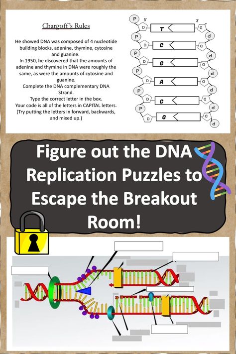 Dna Replication Activity, College Biology, Breakout Room, Biology College, Dna Replication, 12th Grade, Google Forms, Escape Room, Student Activities