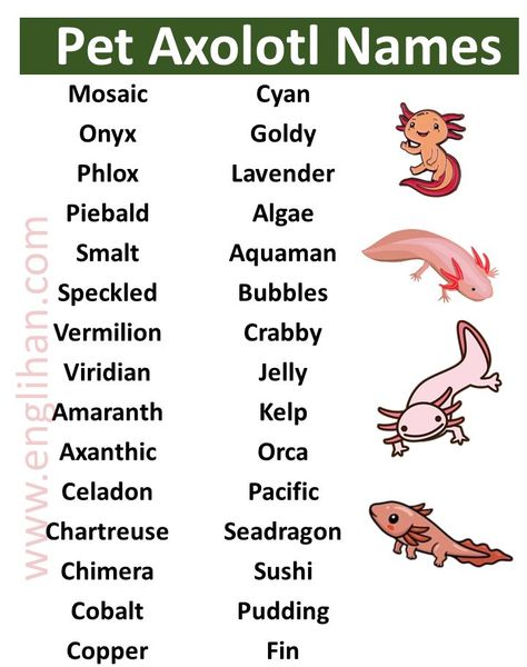 Axolotl Names, Happy Fathers Day Wallpaper, Fathers Day Wallpapers, Axolotl Cute, Cute Axolotl, Names Girl, Great Names, List Of Animals, Girls Unique