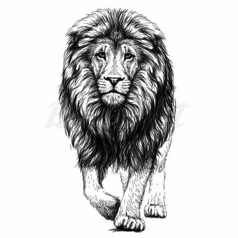 Walking Lion Tattoo, Lion Walking Tattoo, Walking Tattoo, Stencil Tattoos, Walking Lion, Tattoo Care Instructions, Lion Walking, Lion Art Tattoo, Tattoo S