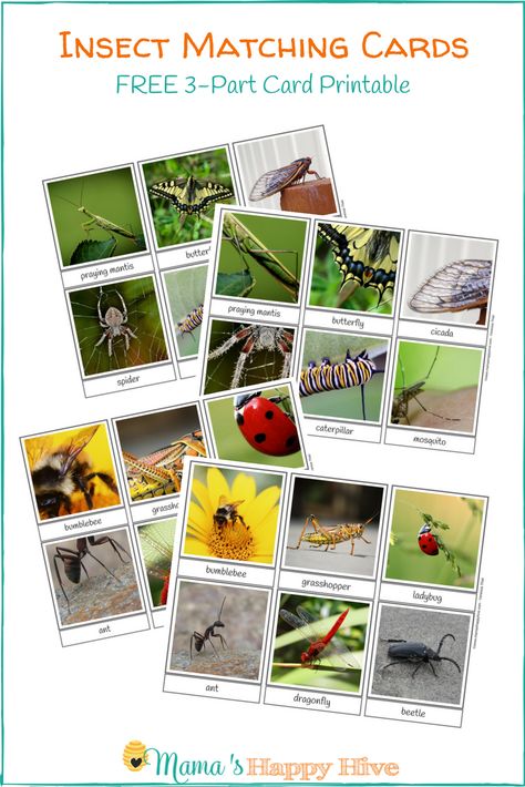 Free Insect Matching 3-Part Card Printable Preschool Insects Activities, Insect Unit Study, Bug Activities, Insect Unit, Insects Preschool, Bugs Preschool, Insect Activities, New Vocabulary, Insect Crafts