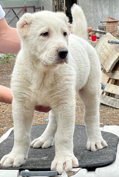 Alabai Dog Puppy, Central Asian Shepherd Puppies, Asian Shepherd Dog, Alabai Dog, Central Asian Shepherd, Every Dog Breed, All Breeds Of Dogs, 2 Months Old, Mastiff Dogs