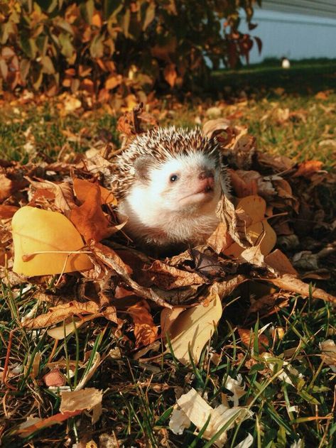 Autumn Cottage, Autumn Animals, Hedgehog Pet, Animal Anatomy, British Wildlife, Cute Hedgehog, Art Event, Hedgehogs, Random Pics