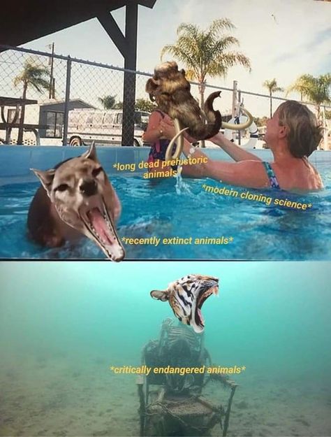 Zoology Memes Humor, Prehistoric Wildlife, Cartoon Crazy, Funny Comic Strips, Ancient Animals, Dinosaur Funny, Extinct Animals, Dinosaur Art, Prehistoric Creatures