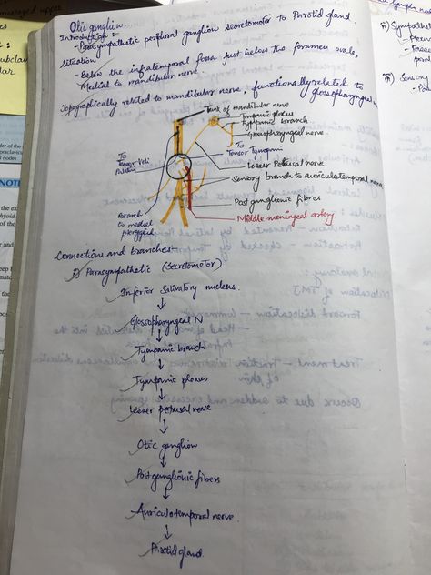 Otic ganglion ￼ ￼ Bio Notes, Study Biology, Biology Notes, Hand Writing, Couple Images, Cute Love Couple Images, Cute Love Couple, Head And Neck, Medical School