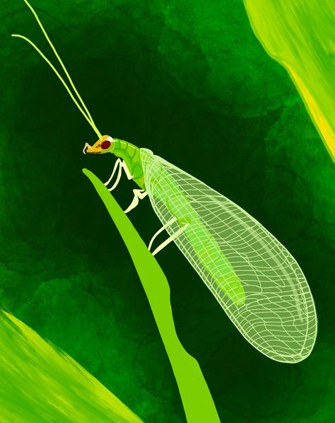 Did you know that the Green Lacewing has it's ears at the base of it's wings! Read more about this beautiful bug in my Webtoon comic "Beneficial Bugs!" #greenlacewing #insect #goodbug #bugillustration #art #illustration Green Lacewing, Assassin Bug, Hoverfly, The Ladybug, White Flies, Beautiful Bugs, Earthworms, Praying Mantis, Webtoon Comics