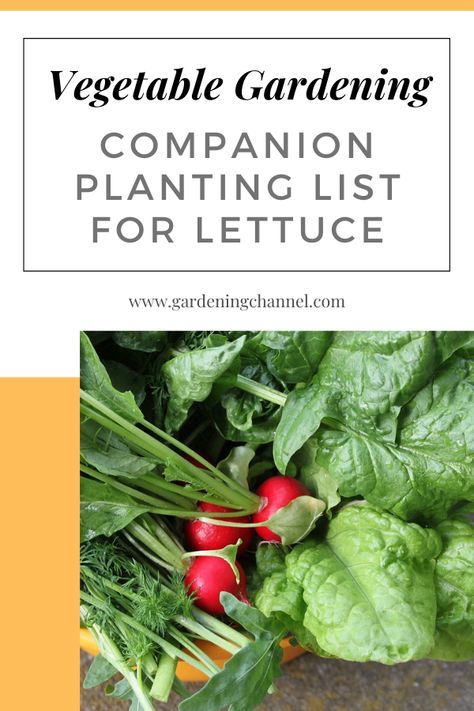 Garden harvest of lettuce and dill with text overlay vegetable gardening companion planting list for lettuce. What To Grow With Lettuce, What To Plant With Lettuce, Lettuce Companion Planting, Lettuce Companion Plants, Planting Radishes, Plant Lettuce, Planting Lettuce, Grow Lettuce, Red Lettuce