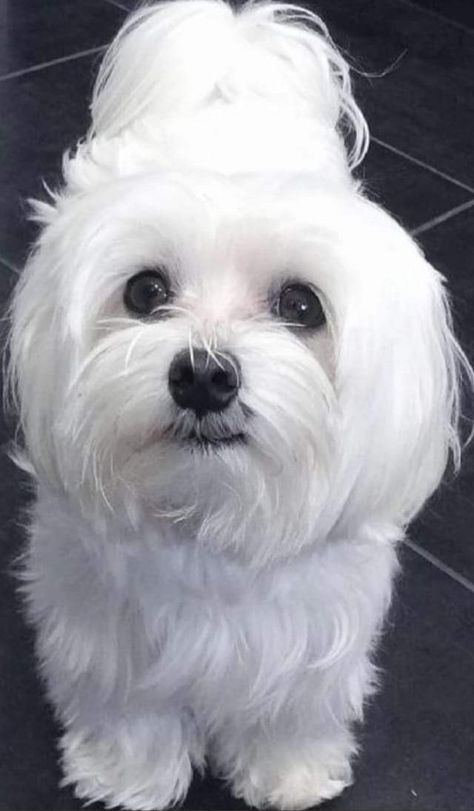 Dog Tongue Out, Maltese Haircut Teddy Bear, Morkie Puppies, Maltese Puppies, Really Cute Puppies, Maltipoo Puppy, Maltese Dog, Very Cute Dogs