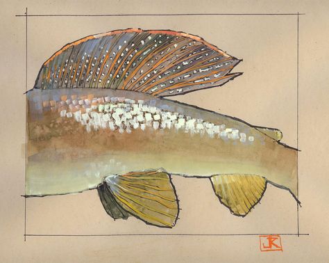 drawing flies 365: Drawing Fish 52_16 Grayling Arctic Grayling, Grayling Fish, Drawing Fish, Fish Paintings, Fish Pictures, Scientific Drawing, Fish Artwork, Fish Drawings, Gcse Art