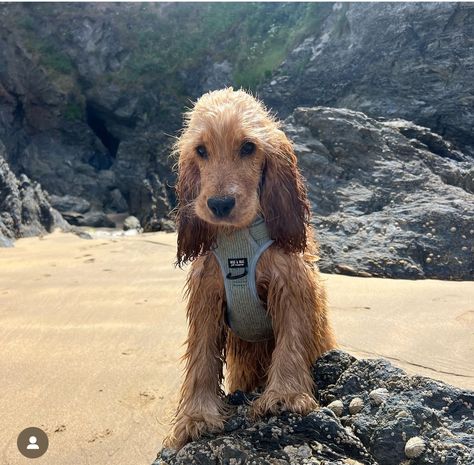 Cocker Spaniel Grown Up, Full Grown Cocker Spaniel, Ginger Cocker Spaniel, Cocker Spaniel Full Grown, Cocker Spaniel Haircut Styles, English Cocker Spaniel Aesthetic, Golden Cocker Spaniel Puppies, English Cocker Spaniel Puppies, Golden Cocker Spaniel