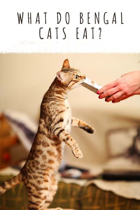 what do bengal cats eat Bengal Cat Facts, Bengal Cat Breeders, Bengal Cat Kitten, Cat Eat, Best Cat Breeds, Kitten Breeds, Cat Tips, Getting A Kitten, Cat Parents