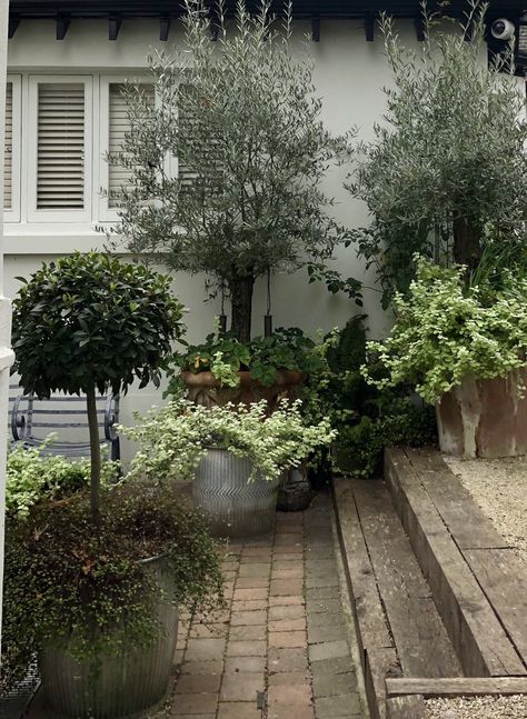 Courtyard detail with beautiful foliage Sunny Courtyard Garden, Theme Living Room Ideas, Florida Room Decor, Room Decor Beachy, European Courtyard, Living Drawing, Bay Trees, Beachy Living Room, French Courtyard