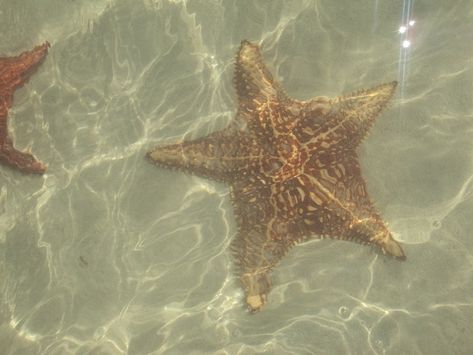 Star Fish, Grand Cayman, Cayman Islands, Snorkeling, Starfish, Need To Know, Fish