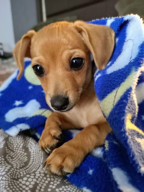 Chiweenie Chiweenie Puppy, Chiweenie Puppies, Chiweenie Dogs, Cute Animals Puppies, Pretty Animals, Cute Animals Images, Dachshund Puppy, Silly Animals, Chihuahua Dogs