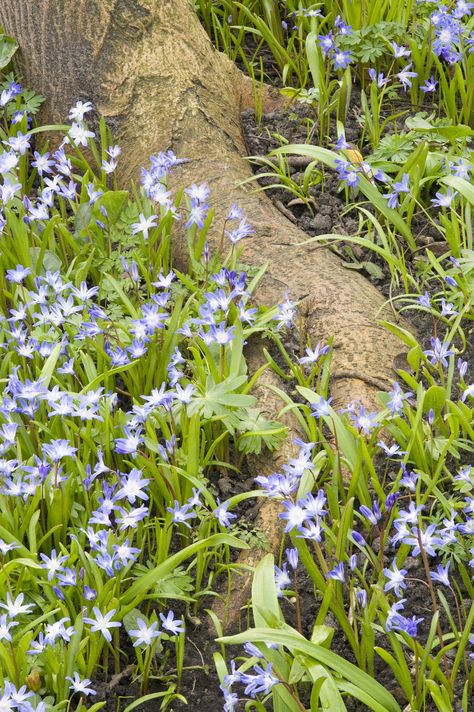 Planting under and around trees is a dicey bit of business. This is because of the shallow feeder roots of trees and their high moisture and nutrient needs. This article provides information for those intent on planting under trees. Shallow Rooted Plants, Landscape Around Tree Roots, Landscaping Around Tree Roots, Landscaping Around Trees With Rocks, Backyard Redesign, Grass Backyard, Cat Habitat, Backyard Flowers Beds, Patio Gardens