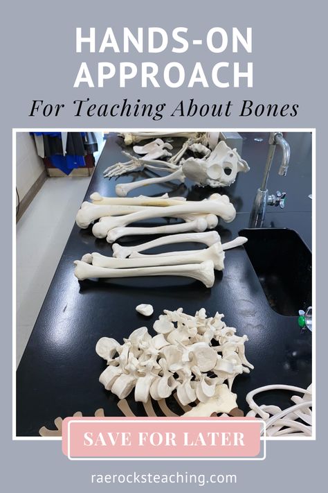 Teaching The Skeletal System, Sports Medicine High School Classroom, Skeletal System Activities High School, Anatomy Activities High School, Bone Project Ideas, Anatomy Classroom Decorations, Campfire Curriculum, Bones Human Skeleton, Curiosity Chronicles