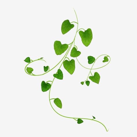 Heart Shaped Leaves Tattoo, Heart Shaped Vine Tattoo, Heart Vines Tattoo, Heart Leaves Tattoo, Heart With Leaves Tattoo, String Of Hearts Tattoo, Vines Png, Ivy Tattoos, Watercolor Vines