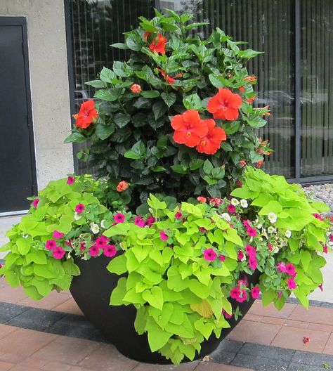 hibiscus planter Kraft Pool Flowers, Hibiscus Tree, Hibiscus Garden, Flower Hibiscus, Plant Arrangements, Container Garden Design, Landscape Maintenance, Container Gardening Flowers, Pot Ideas