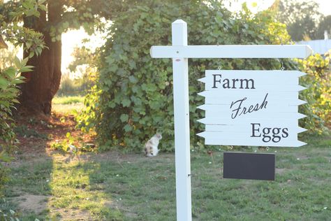 Farm Fresh Eggs Sign, Fresh Eggs Sign, Selling Eggs, Chicken Boxes, Chicken Coop Decor, Eggs For Sale, Backyard Chicken Coop Plans, Backyard Chicken Farming, Chicken Signs