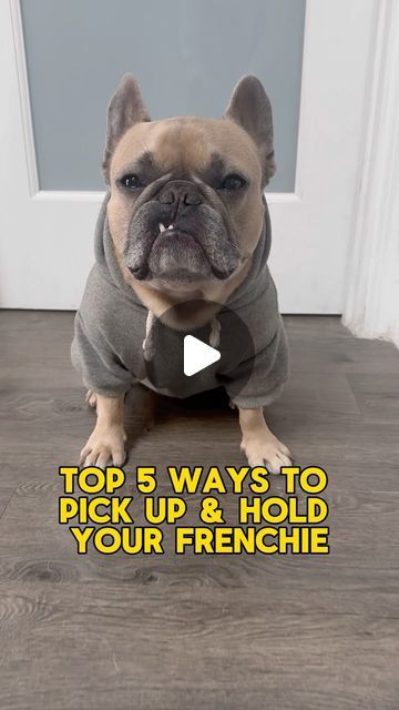 Puppuccino Recipe, French Bulldog Videos, Funny French Bulldogs, Fluffy Frenchie Puppy, Frenchton Dog, Frenchie Bulldog Puppy, Frenchie Pug, Baby French Bulldog, French Bulldog Funny