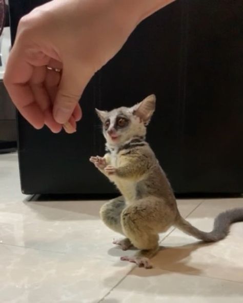 Bush baby has a snack 🐛 . Submissio Bush Baby Animal, Bush Baby, African Savanna, Green Iguana, Aye Aye, Favorite Animals, Silly Animals, 3rd Baby, African Animals