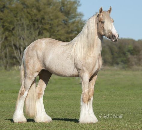 Gorgeous Horses, Palomino Horse, Clydesdale Horses, Big Horses, Most Beautiful Horses, Horse World, All The Pretty Horses, Pretty Animals, Cute Animals Images