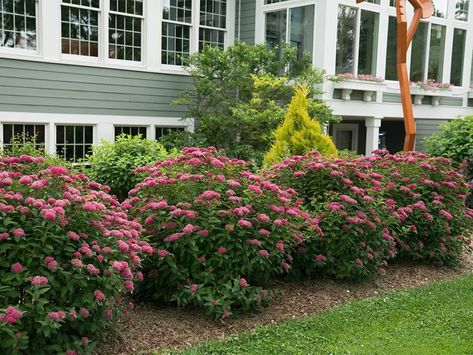 Spirea Double Play Doozie® Wins Gold Medal | NC State Extension Meadow Nursery, Curb Appeal Landscape, Summer Challenge, Spring Meadow, Home Landscaping, Nc State, Gold Medal, Where The Heart Is, Curb Appeal