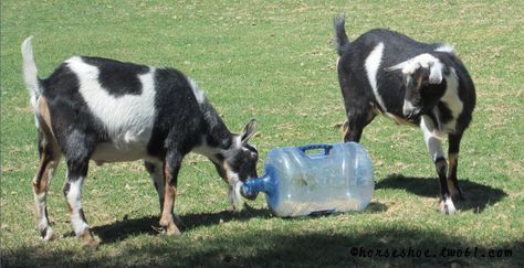 Water Jug Goat Toy - PetDIYs.com Toys For Goats, Goat Enrichment, Goat Playground, Goat Toys, Keeping Goats, Totes Ma Goats, Goat Pen, Mini Goats, Goat House