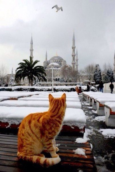 Sultanahmet mosque Istanbul City, Orange Cats, Turkey Travel, Red Cat, Ginger Cats, Istanbul Turkey, Tabby Cat, Animals Friends, Animals And Pets