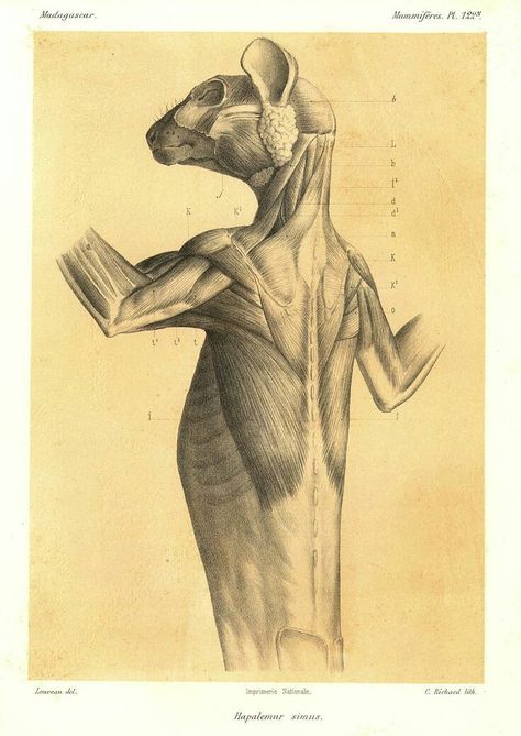 Cat Anatomy, Scary Animals, Animal Anatomy, Animal Study, Ancient Books, Anatomy For Artists, Anatomy Study, Anatomy Drawing, Art Style Inspiration