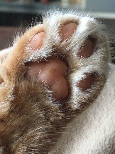 Cat Paw Aesthetic, Cat Problems, Cat Anatomy, Cat Pad, Toe Beans, Super Cute Cats, Cat's Paw, Cute And Cuddly, Gorgeous Cats