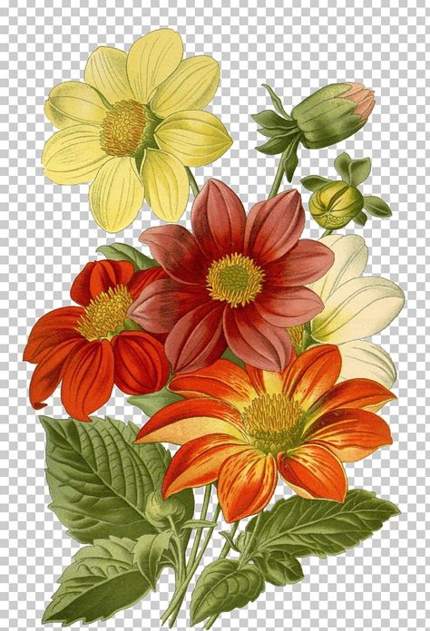 Plant Png, Aster Flower, Illustration Blume, Illustration Botanique, Flower Art Images, Plant Drawing, Digital Flowers, Bunch Of Flowers, Annual Plants