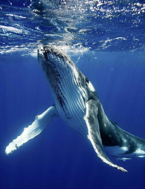 Baleen Whales, Whale Drawing, Sea Mammal, Save The Whales, Woods Photography, Humpback Whale, Whale Shark, Blue Whale, Killer Whales