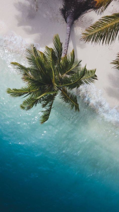 Aerial View Beautiful Earth Beach iPhone Wallpaper - iPhone Wallpapers : iPhone Wallpapers Tropical Aesthetic Wallpaper, Palm Tree Wallpaper, Iphone Wallpaper Landscape, Iphone11 Pro, Ipad Wallpapers, Palm Trees Beach, Sea Coast, Wallpaper Nature Flowers, Free Iphone Wallpaper