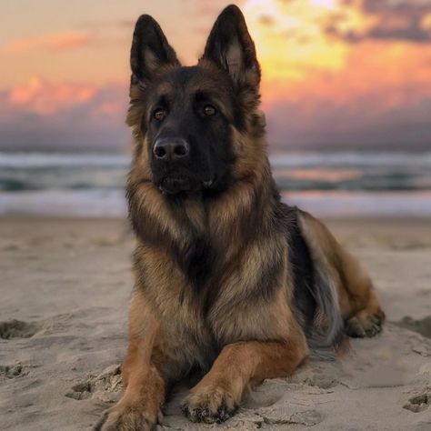 Blue Eyed Dog, German Shepherd Puppies Training, Dog Breeds List, Pet Spa, Gsd Puppies, Best Dog Breeds, Dog Beach, Beloved Dog, Cane Corso