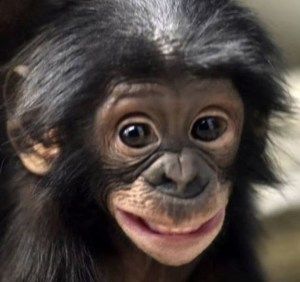 From the Cincinnati Zoo’s wonderful Instagram feed: Bonobo smiles can mean different things like fear or playfulness. They also have large grins when they are wrestling with other bonobos and… Cincinnati Zoo, Monkey Pictures, Monkey Face, A Monkey, Monkeys Funny, Cute Monkey, Baby Monkey, Primates, Sweet Animals