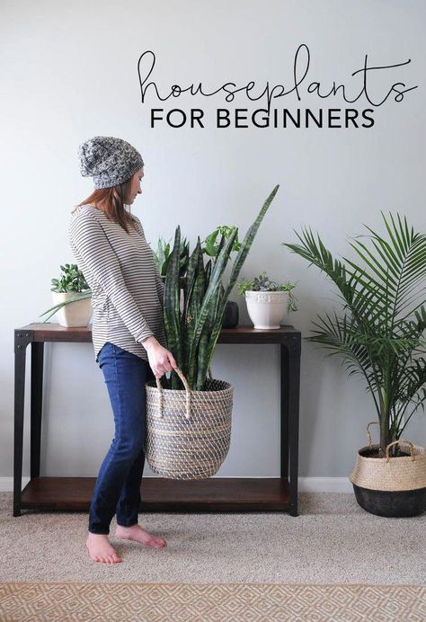 Houseplants for Beginners! I feel like because I over love, I over water :( #livingroomdecor Houseplants For Beginners, Easy House Plants, Trendy Plants, Decoration Restaurant, House Plants Decor, Baby Shower Decor, House Plants Indoor, Home Decor Tips, Geraniums